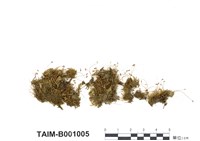 藏品(貼生毛灰苔)的圖片